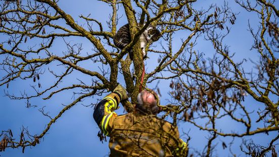 Brandweer redt kat uit boom