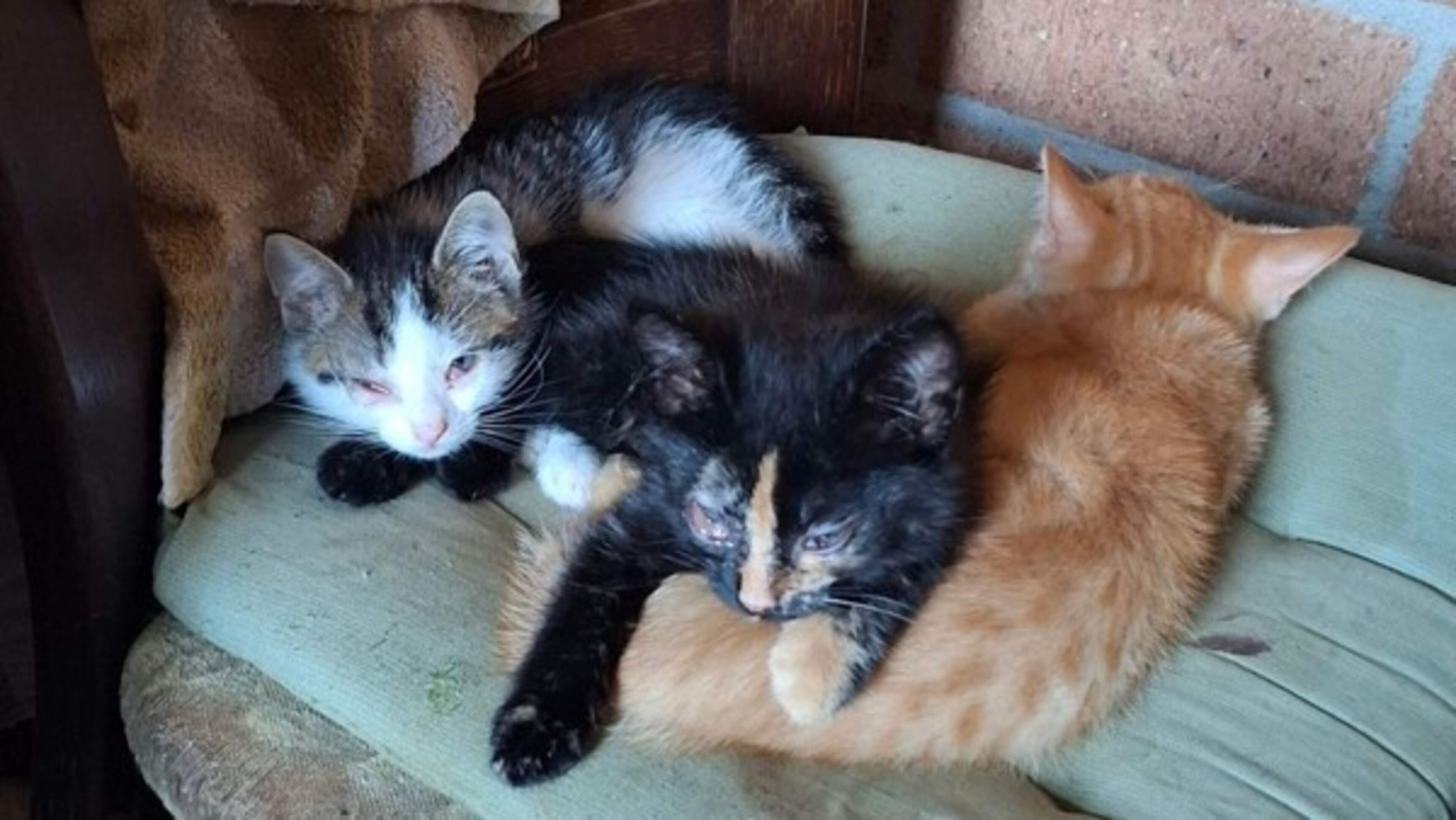 Twaalf kittens en vier katten gered uit ’zeer ernstig vervuilde woning’ vol bedorven vlees en vliegen