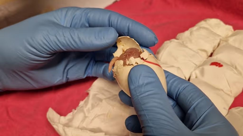 Gepiep op Schiphol: 261 gesmokkelde papegaaieieren gevonden in handbagage