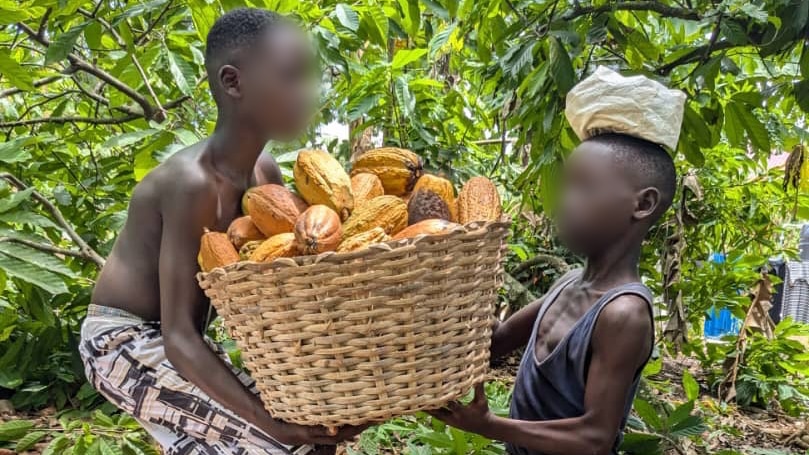 Child workers are the chocolate industry's 'dirty secret'