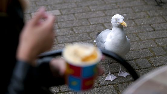 Natuurvraag: Waarom komen meeuwen altijd op mijn patatje af?