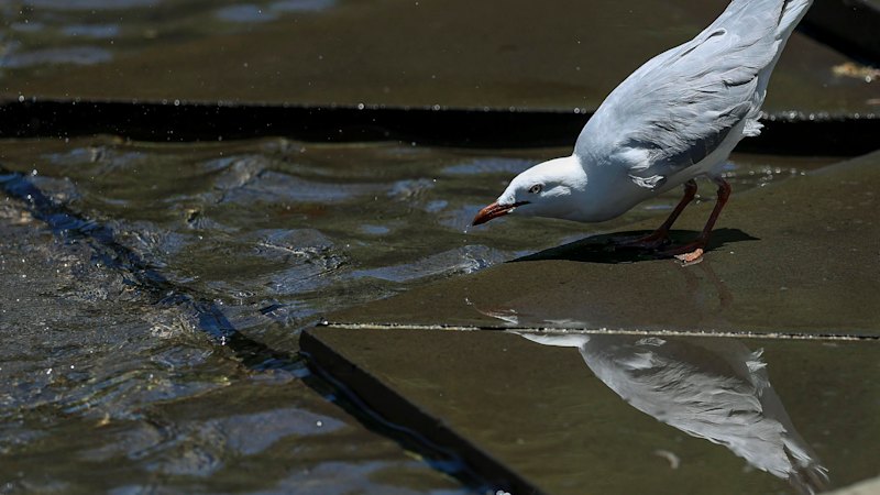 WA government prepared as bird flu cases rise nationwide
