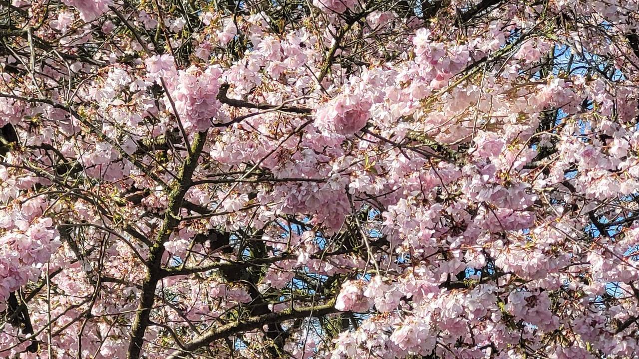 Droog en zonnig weekend in zicht maar lenteweer kun je vergeten