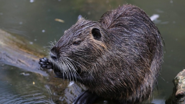 Onderzoekers zien veel meer bevers dan gedacht in Limburg