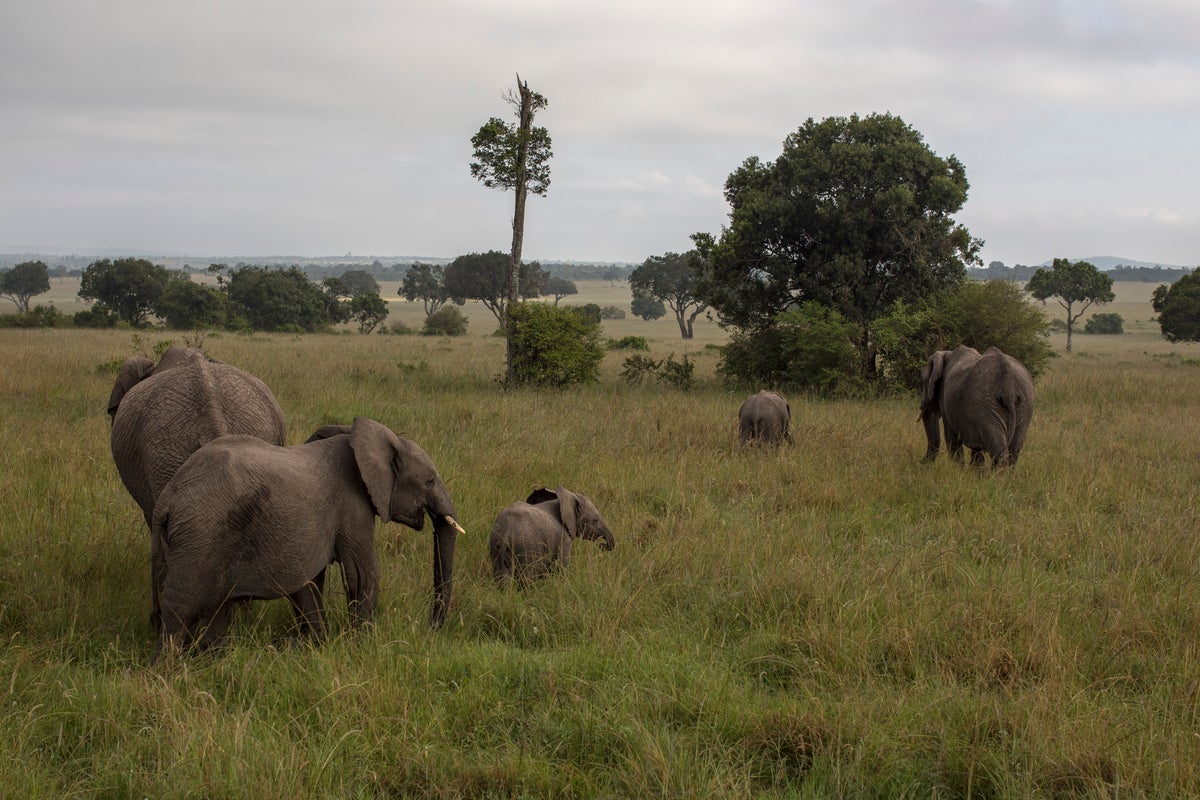 Mysterious deaths of 15 elephants prompt national park investigation