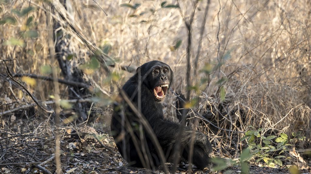 Voor het eerst scheiding chimpanseegroep vastgelegd, kostte het leven van 28 dieren