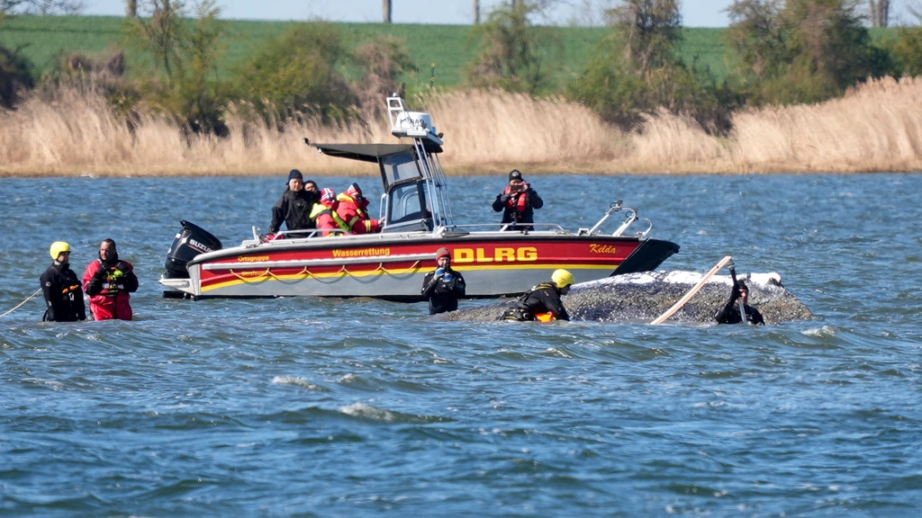 Redding van walvis Timmy nadert finale, na weken mediastorm