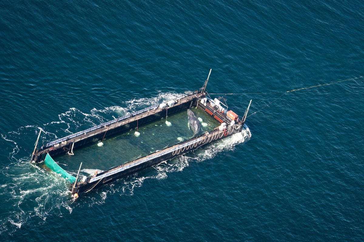 Timmy the humpback whale begins journey back home on barge to the North Sea