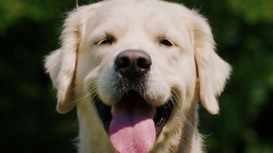 Hoorapparaten, biljartballen en sokken: deze honden eten alles