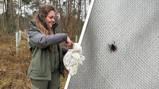 Na de paasbrunch het bos in? Doe je broek in je sok tegen de teek