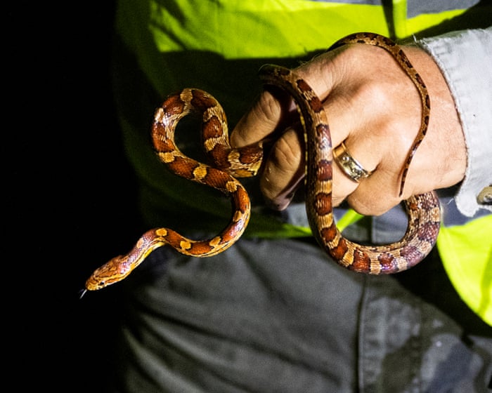 Winner of Florida python hunting contest nabs 96 snakes: ‘I was on a mission’