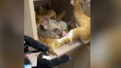 Watch: Real possum spotted on toy animal shelf at Australian airport