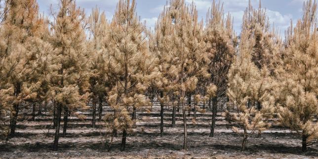 After wildfires, southwest France faces puzzle of rebuilding a 'new forest'