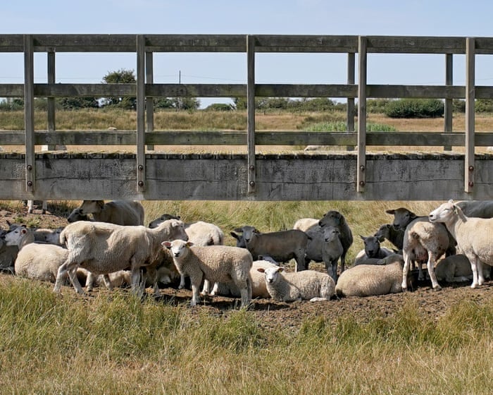 ‘Alarming’ surge in bluetongue disease among UK sheep