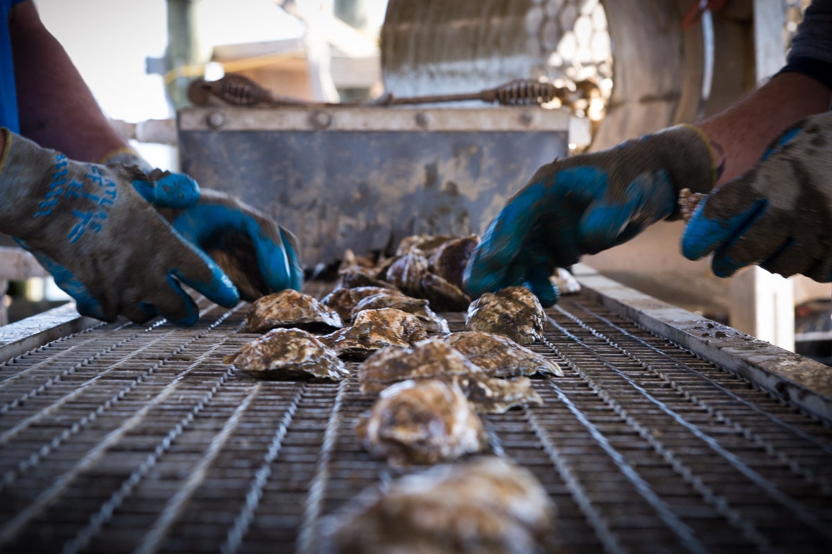 Oysters could be in short supply as harsh winter decimated farming efforts along Long Island