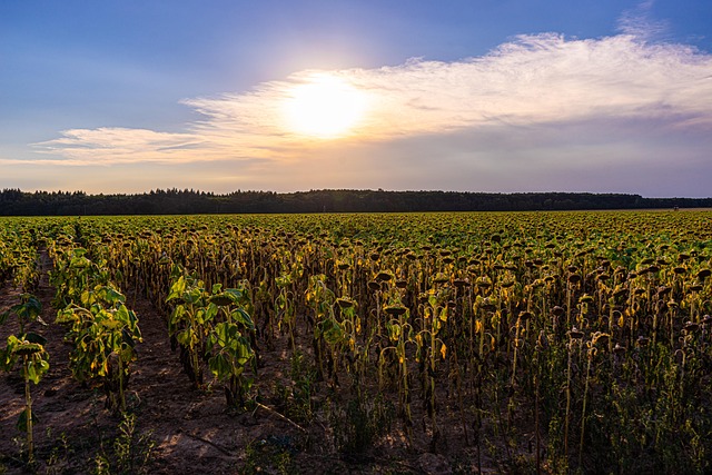 Climate change has intensified Europe's risk of drought, scientists say