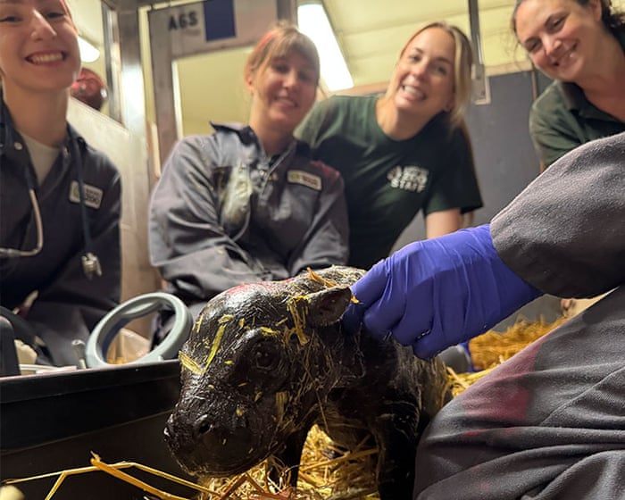 Toronto zoo announces birth of pygmy hippo calf, third for mother Kindia