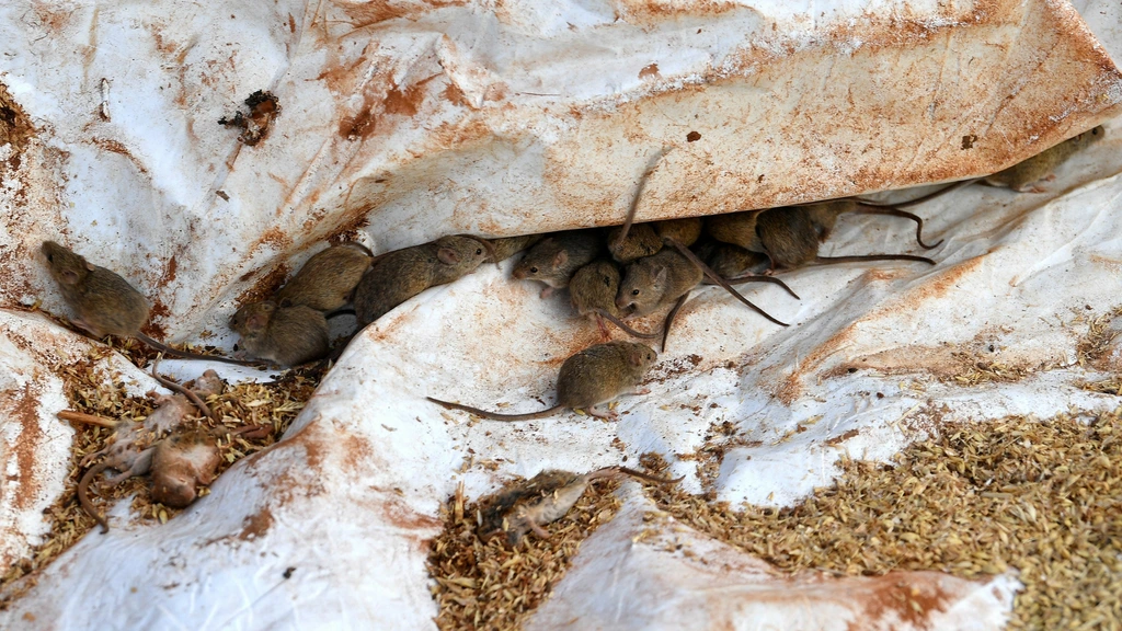 Muizenplaag in Australië: muizenparadijs door recordoogst