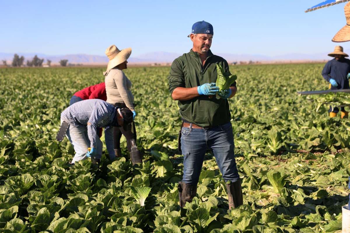 Why does lettuce make us sick so often?