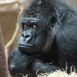 Gorilla in Zwitserse dierentuin bijt eigen jong dood en bijt concurrent in kruis