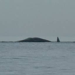 Dode potvis aangespoeld op Zeeuwse zandbank: 'Mogelijk volgen er meer'