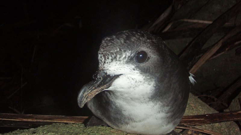 CSIRO confirms Qld’s first case of bird flu in petrel found off Brisbane