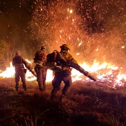 NU+ | Bos weerbaarder maken tegen brand: 'Bos aanpassen duurt enorm lang'