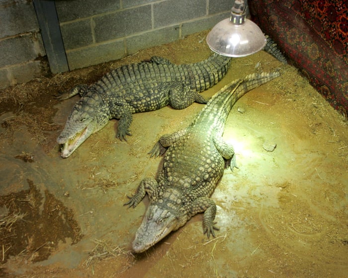 Man arrested after boy, three, injured in Cambridgeshire zoo crocodile enclosure