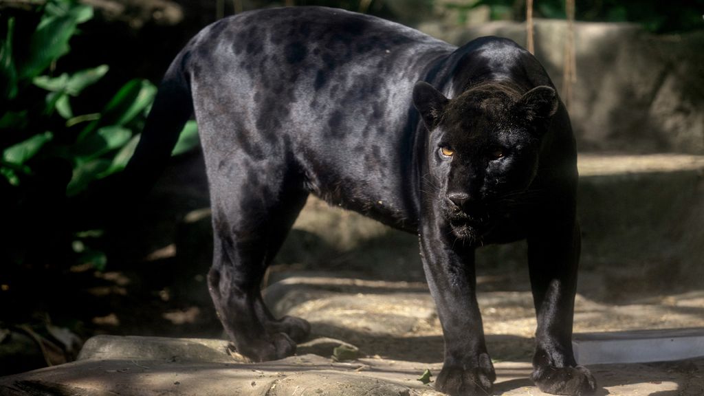 Zeldzame zwarte jaguar gespot in jungle Ecuador