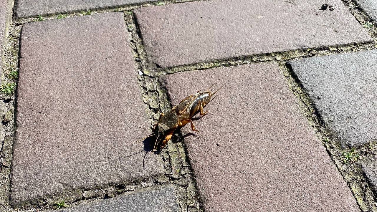 Ad zag dit bijzondere diertje, Frans legt uit waarom dat uniek is