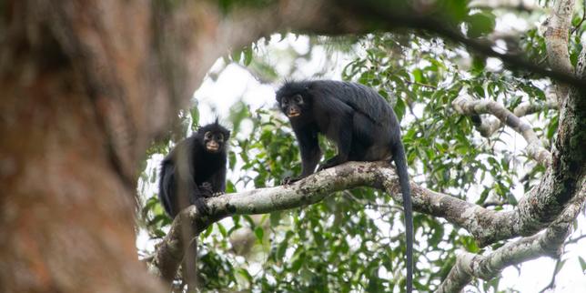 New monkey species identified in Lomami National Park, Democratic Republic of Congo