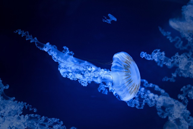 Scientists discover new little blue octopus in Galapagos Islands