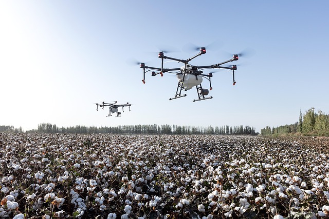 Zimbabwe: Hybrid Seed Leading Revival of Cotton Farming in Zimbabwe