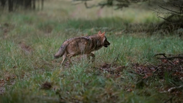 Wolf die vrouw in gezicht beet weer vrijgelaten in Duitsland