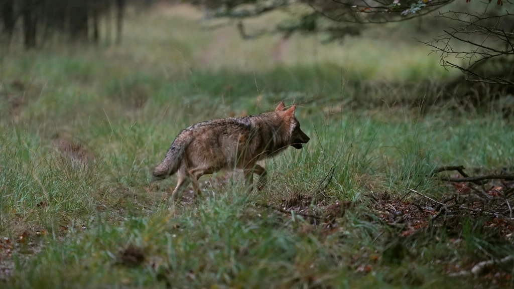 Wolf toch niet in Zuid-Holland waargenomen, locatie melder klopte niet