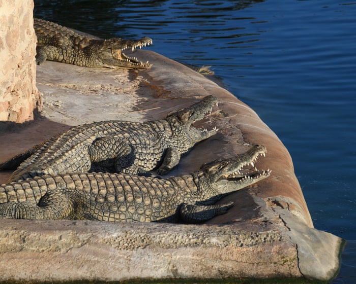 Man arrested after boy, 3, injured in Cambridgeshire zoo crocodile enclosure