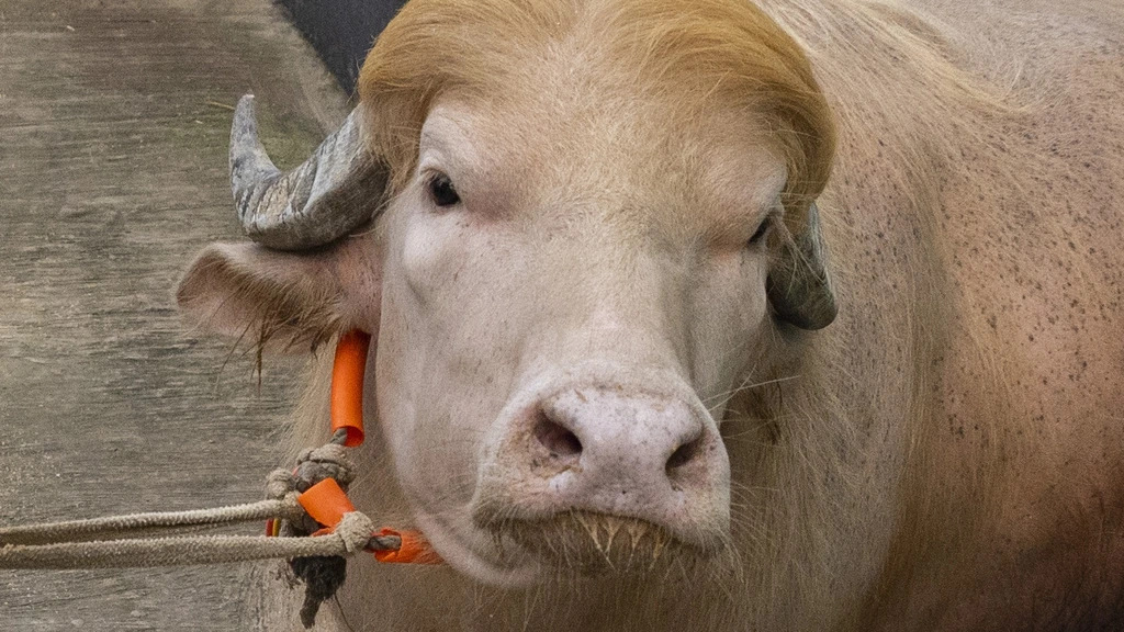 Bengaalse regering redt albinobuffel 'Donald Trump' van slacht
