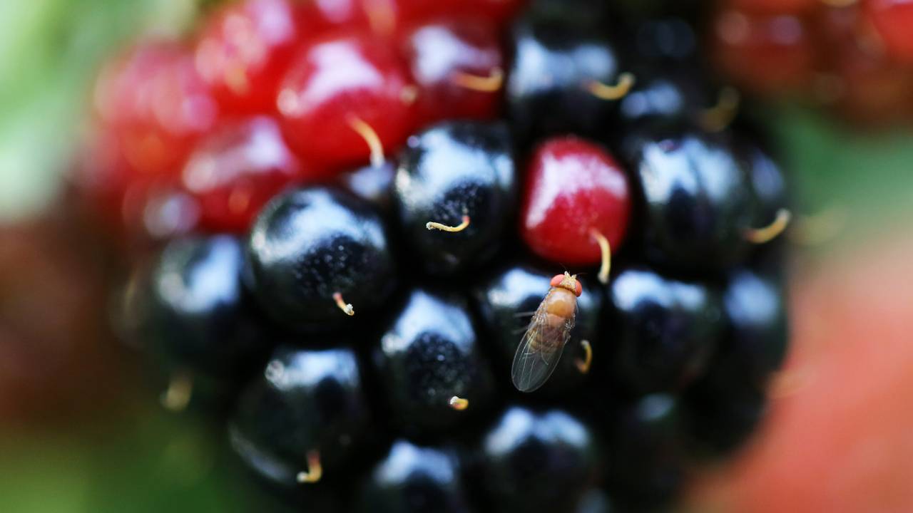 Fruitvliegjes in huis: zo jaag je ze weer naar buiten