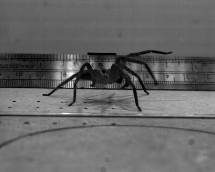 Fastest spider in the world? This huge, hairy-legged Australian arachnid may be the quickest on the planet