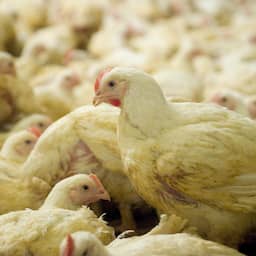 Hogere boetes voor bedrijven die dieren mishandelen: 'Rotte appels aanpakken'