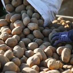 Prijs van aardappelen zakt onder de 0 euro, enorme overschotten in Europa
