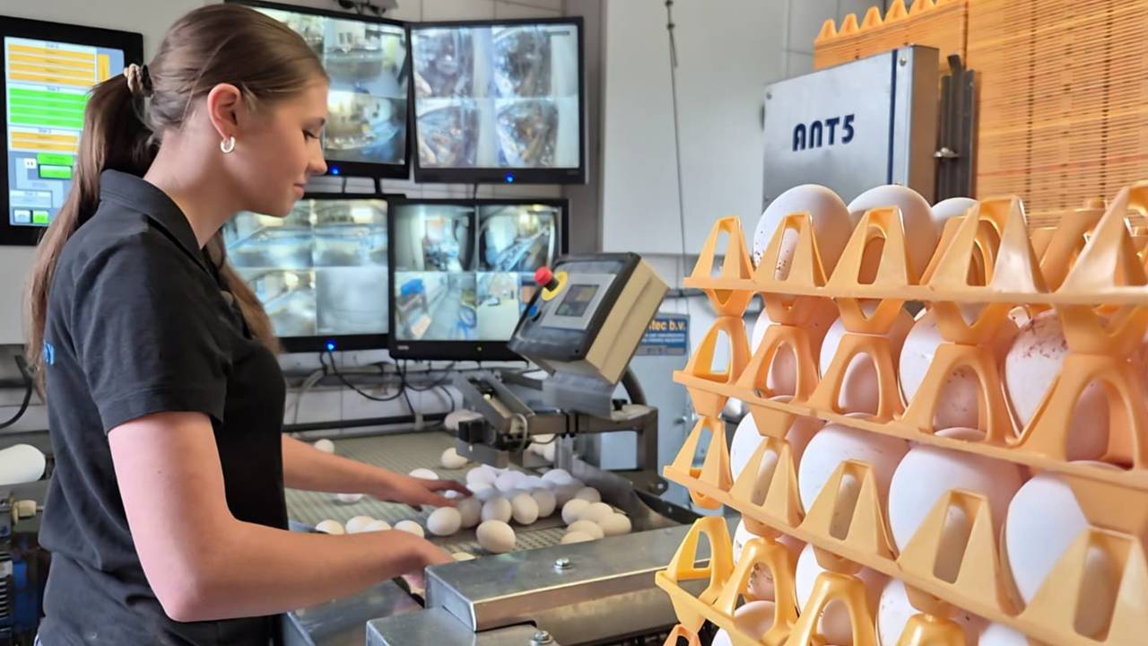 Een ei hoort erbij: Emma (16) sorteert er duizenden per dag voor Pasen