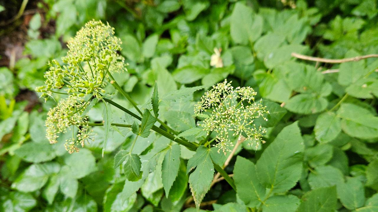 Van onkruid naar sterrengerecht: deze wilde planten kun je eten