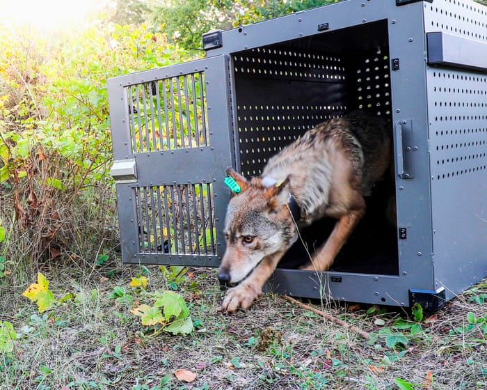 Lake Superior’s wolves thriving as packs prey on moose, researchers say
