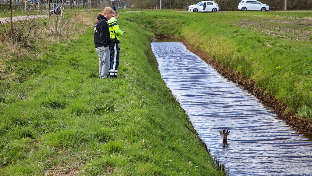 Motorrijder botst in Sappemeer op een ree, dier afgemaakt