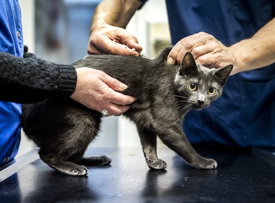 Kabinet in actie tegen torenhoge kosten bij de dierenarts