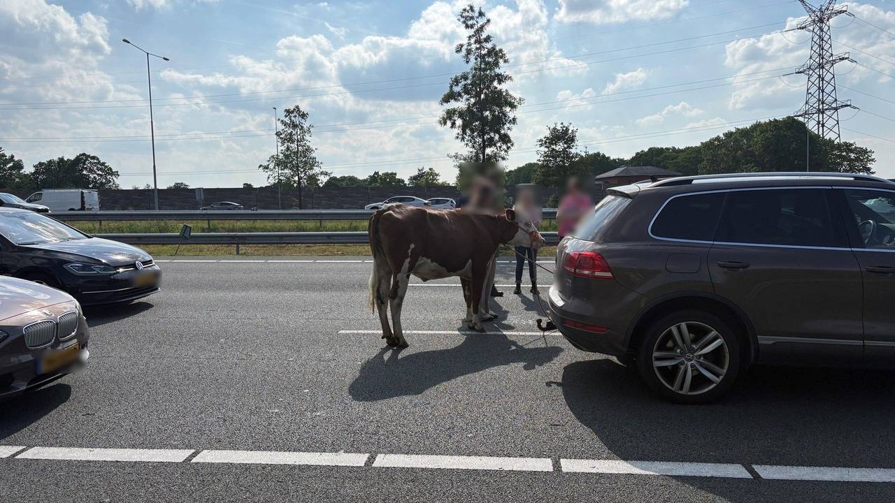 Loslopende koe op de A2 bij Den Bosch