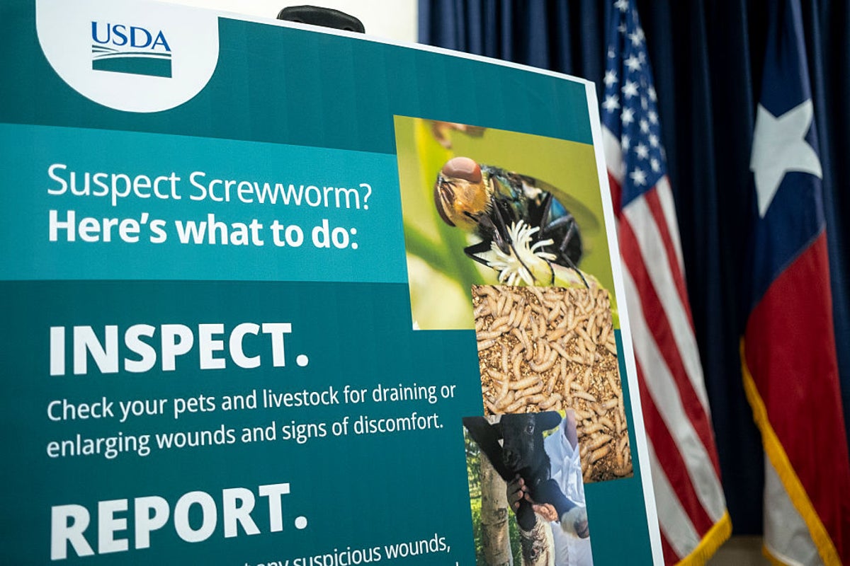 I’m a veterinarian. Here’s how to protect your pets as flesh-eating parasite spreads