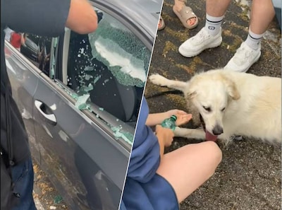 Nederlander redt hond uit bloedhete auto op parkeerplaats van Duits pretpark: ‘Lag er misschien al uren’