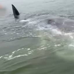 Aangespoelde dode potvis verdween in zee, maar is weer terug op Zeeuws strand